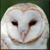 jennaria: Closeup of a barn owl's face (Wise owl's eyes)