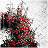 aine_silveria: (Blood-red rose-grave)