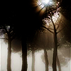 cypher: (mistwood)