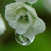 15_the_circle: (rosette raindrop)