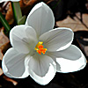 15_the_circle: (white crocus)