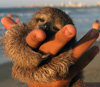 switterbeet: A happy baby sloth hugging someone's outstretched hand (happy sloth)