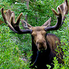 meowse: Moose in shrubbery, full face (Moose)