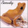 treefrog: a golden tree frog (Beauty)