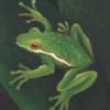 blinkytreefrog: (Default)