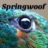 springwoof: eye of bird looking at you (look)