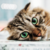 zanzando: A tabby cat with green eyes, looking curious. (Green eyes.)
