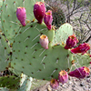 napalm_isis: (Prickley Pear Heart)