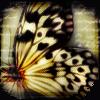fomorii: (Butterfly)