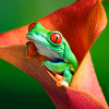 batrachian: (Flower Frog)