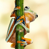 batrachian: (Hanging Frog)