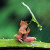 batrachian: (Umbrella Frog)