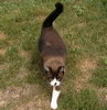 marcicat: kismet walking (kismet walking)