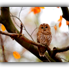 solosundance: (autumn owl)