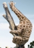wild_irises: (giraffe)