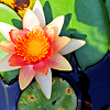 ladyofshadow: (Water lily)