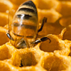 apis_mellifera: (Default)