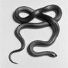 musyc: Snake twisted into an infinity symbol (B/W: Snake)