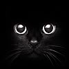 musyc: Close-up photo of black cat's face (Cats: Black cat face)
