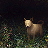 moonvoice: (calm - dog in the dark)