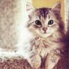crocodilesmiles: (☈ morph: feline (domesticated cat))