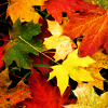 kay_brooke: (autumn2013)