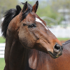 completederrand: (Horse)