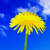 queen_ypolita: A dandelion against blue sky (and some white clouds) (Voikukka by later_tuesday)