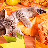 celtic_cherokee: (Leaf Attack!)