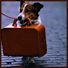 delight: dog holding suitcase in mouth (trippin')