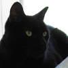 heresluck: (big kitty)