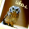 silmaril: Shocked/angry looking baby owl staring at camera; text marked "what." (Babyowl)