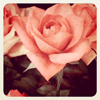ceremonials: a photo of some pink roses (blooms)
