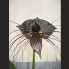 batflower: This is a terrifying and ferocious plant. (batflower)