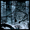 adair: snow in deep woods (snow)