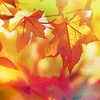 liptonrm: (misc autumn-djalina)