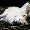 ghostwolf: http://wolveswolves.tumblr.com/post/60177271588/by-wolfenphotography (roflmao)