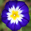 tetsab: Close up of a morning glory flower (morning)