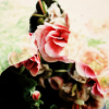 therpsecrets: the reflection of a person in the glass before a rosebush (One)