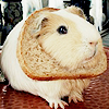 whatevs: (( misc ) i am a bread guinea.)