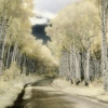 silveraspen: path lined on both sides by silver trees (silveraspen: the path before you)