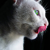 sarcasticat: ([cat] licked lips)