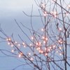 oddment: Fairy lights in a wintry bare-limbed tree. (Default)