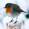 catwalksalone: red breasted robin in the snow (winter robin)