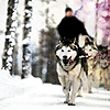 starstrider: (Misc -- Husky Sled)
