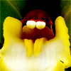 pensnest: yellow/brown orchid, close up, looks like a little creature (floral orchid alien)