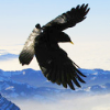 faustaufsaug: (nevermore)