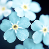 faustaufsaug: (blue flowers)