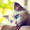 faustaufsaug: (kitty)