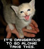 rooibos: Hands holding a small kitten. Text reads: "It's dangerous to go alone. Take this!" (Kitten: Take This)